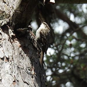 Short-toed Treecreeper