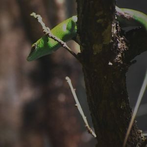 Emerald Skink
