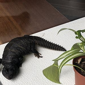 Timbuktu, Mali uromastyx