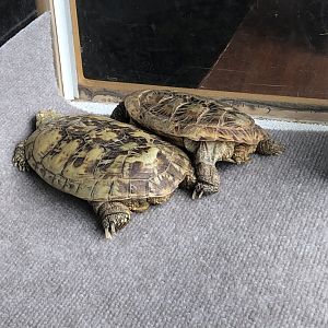 Bisquick & Flapjack, Pancake tortoises