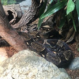 Red-tailed boa