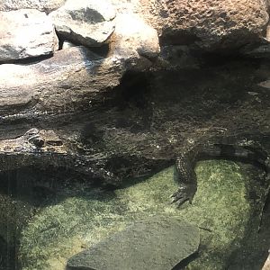 Smooth-fronted caiman
