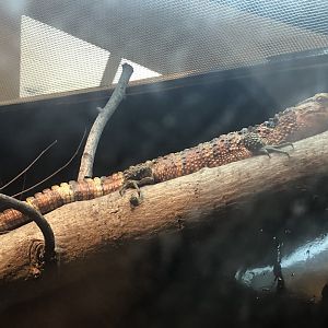 Chinese crocodile lizard