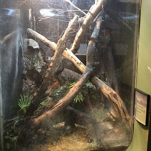 Recently renovated Chinese crocodile exhibit