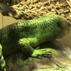 Prehensile-tailed skink