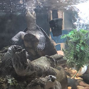 Madagascar big-headed turtle