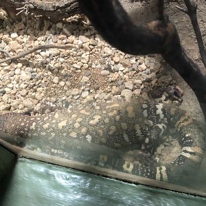 Rio Fuerte beaded lizard