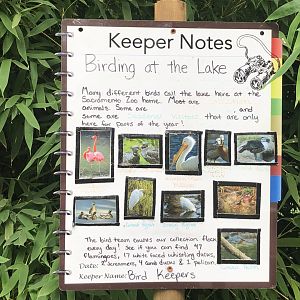 Flamingo exhibit Keeper Notes