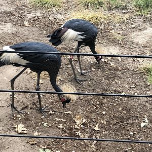 Kiwi & Sousixe, West African black-crowned crane