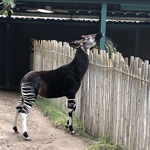 Mo, Okapi