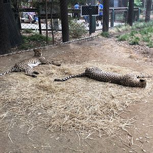 Rowdy & Zig-Zag, Southeast African cheetahs