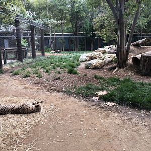 Southeast African cheetah exhibit