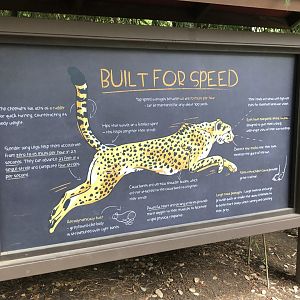 Cheetah exhibit signage