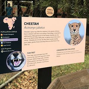 Cheetah exhibit signage