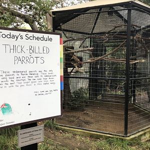 Second thick-billed parrot exhibit