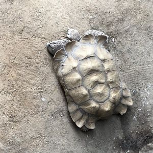 African spurred tortoise