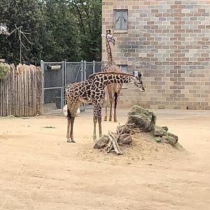 Glory, 10-month-old common Masai giraffe