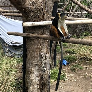 Vinnie, 9-month-old Wolf's guenon