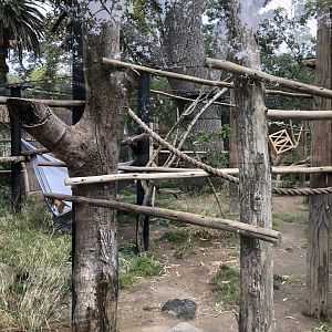Wolf's guenon exhibit