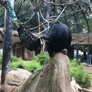 Maria, Common chimpanzee