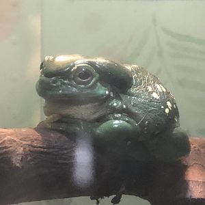 Magnificent tree frog