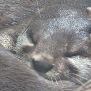 Asian Small Clawed Otter