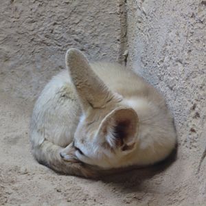 Fennec Fox