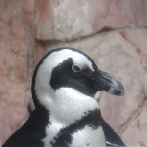 African Penguin