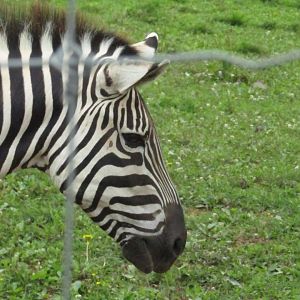 Grant's Zebra