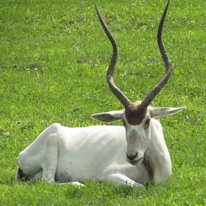Addax