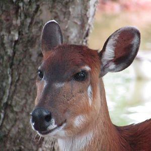Sitatunga (Female)