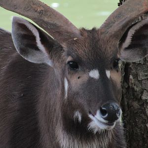 Sitatunga (Male)