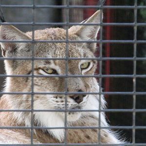 Eurasian Lynx