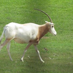Scimitar Horned Oryx