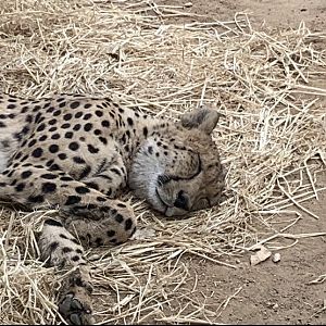 Zig-Zag, Southeast African cheetah
