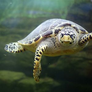 Hawksbill Sea Turtle (Eretmochelys imbricata)