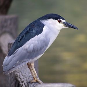 Wild Black-crowned Night Heron