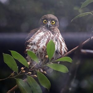 Brown Hawk-owl (Ninox scutulata)