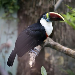 White-throated Toucan