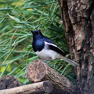 Wild Oriental Magpie-Robin (Copsychus saularis)
