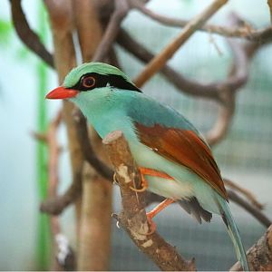 Indochinese Green Magpie (Cissa hypoleuca)