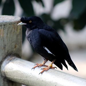 Crested Myna