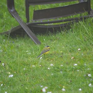 Western yellow wagtail [2021]