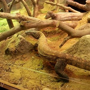 Komodo dragon [2014]