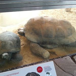 Aldabra giant tortoise [2014]