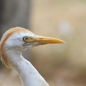 Western cattle egret [2018]