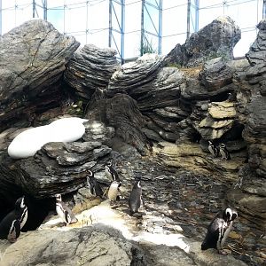 Magellanic penguin exhibit [2014]