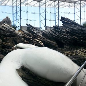 Magellanic penguin exhibit [2014]