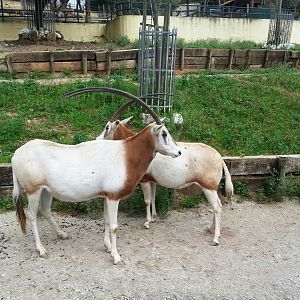 Scimitar oryx [2014]