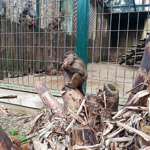 Hamadryas baboon outside the enclosure [2014]